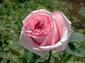fondos de flor rosa Ophelia hasta 2560x1920